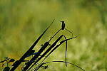 Click to see Y-WB-Tam50_400-DSC09614.JPG