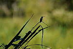 Click to see Y-WB-Tam50_400-DSC09618.JPG