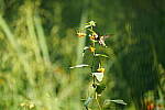 Click to see Y-WB-Tam50_400-DSC09624.JPG