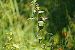 Click to see Y-WB-Tam50_400-DSC09632.JPG