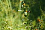 Click to see Y-WB-Tam50_400-DSC09633.JPG