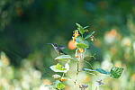 Click to see Y-WB-Tam50_400-DSC09642.JPG