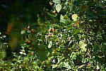 Click to see Y-WB-Tam50_400-DSC09661.JPG