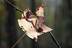 Click to see Y-WB-Tam50_400-DSC09696.JPG