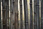Click to see Y-WB-Tam50_400-DSC09698.JPG