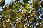 Click to see Y-WB-Tam50_400-DSC09704.JPG