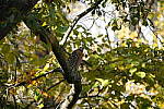 Click to see Y-WB-Tam50_400-DSC09713.JPG
