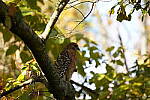 Click to see Y-WB-Tam50_400-DSC09723.JPG