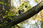 Click to see Y-WB-Tam50_400-DSC09727.JPG