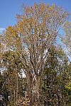 Click to see Y-WB-Tam50_400-DSC09730.JPG