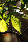 Click to see Y-WB-Tam50_400-DSC09738.JPG