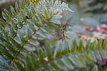 Click to see Y-WB-Tam50_400-DSC09755.JPG
