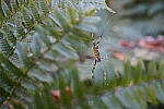 Click to see Y-WB-Tam50_400-DSC09764.JPG