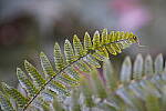 Click to see Y-WB-Tam50_400-DSC09769.JPG