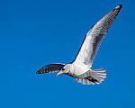 Click to see Y-JG-A7R-V-0720-MOD.JPG