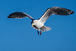 Click to see Y-JG-A7R-V-0739-MOD.JPG