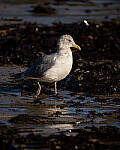 Click to see Y-JG-A7R-V-0785-MOD.JPG