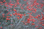 Click to see Y-JG-A7R-V-1232.JPG