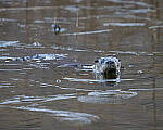 Click to see Y-JG-A7R-V-1326-MOD.JPG