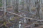 Click to see Y-JG-A7R-V-1389.JPG