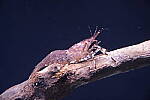 Click to see Y-JG-A7R-V-1614.JPG