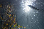 Click to see Y-JG-A7R-V-1657-MOD.JPG