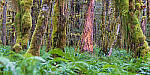 Click to see Y-JG-A7R-V-1755-MOD.JPG