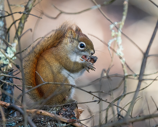 Sony A7R V Review: Field Test -- Gallery Image