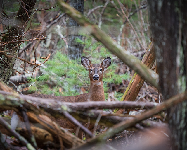 Sony A7R V Review: Field Test -- Gallery Image