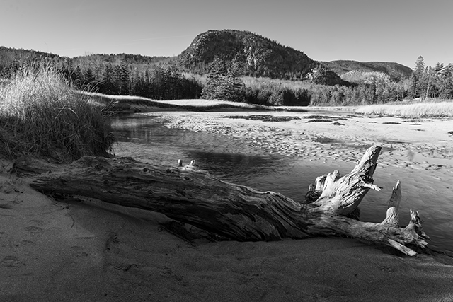 Sony A7R V Review: Field Test -- Gallery Image