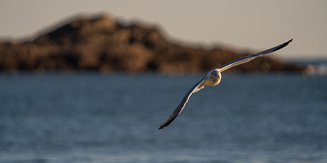 Sony A7R V Review: Field Test -- Gallery Image