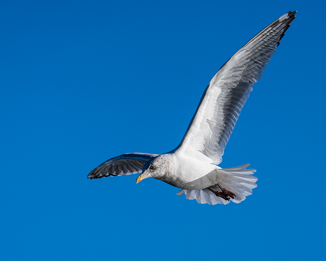 Sony A7R V Review: Field Test -- Gallery Image