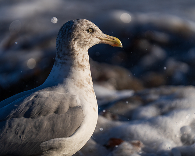 Sony A7R V Review: Field Test -- Gallery Image