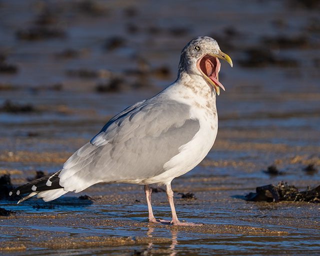 Sony A7R V Review: Field Test -- Gallery Image