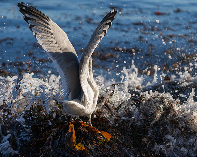Sony A7R V Review: Field Test -- Gallery Image