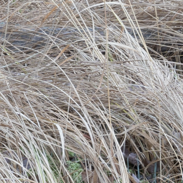 Sony A7R V Review: Field Test -- Gallery Image