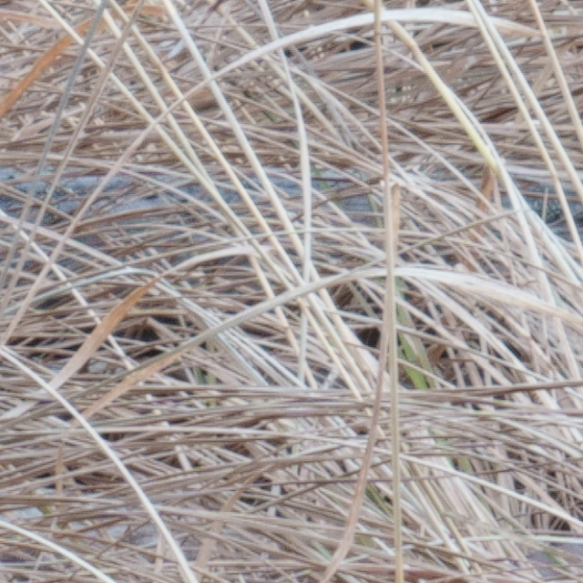 Sony A7R V Review: Field Test -- Gallery Image