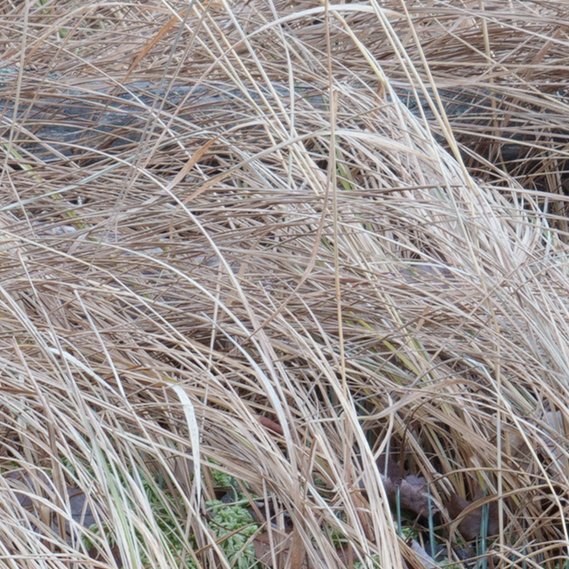 Sony A7R V Review: Field Test -- Gallery Image
