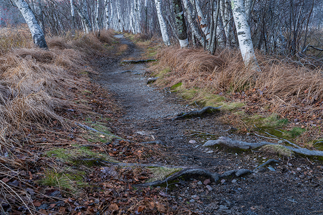 Sony A7R V Review: Field Test -- Gallery Image
