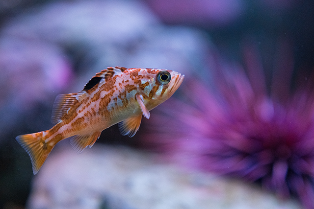 Sony A7R V Review: Field Test -- Gallery Image