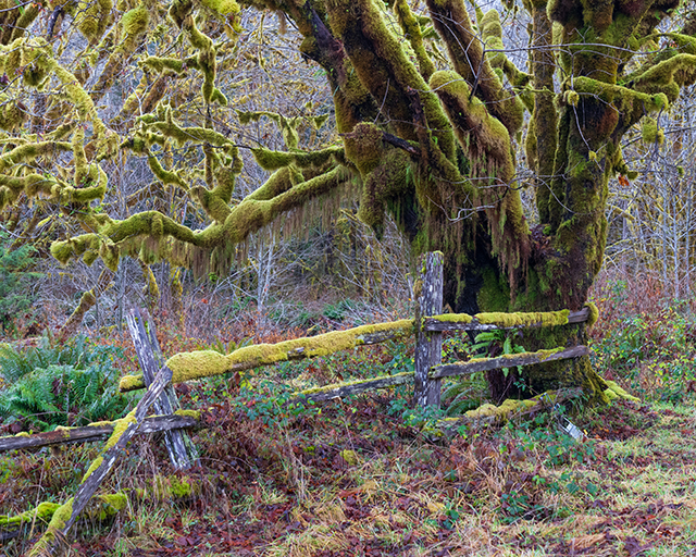 Sony A7R V Review: Field Test -- Gallery Image