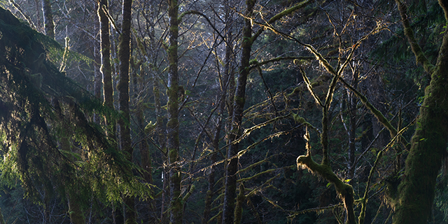 Sony A7R V Review: Field Test -- Gallery Image