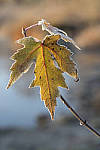 Click to see Y_DSC0854-MOD.JPG