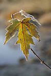 Click to see Y_DSC0854.JPG