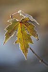 Click to see Y_DSC0858.JPG