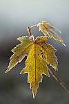 Click to see Y_DSC0861.JPG