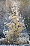 Click to see Y_DSC0906-MOD.JPG
