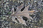 Click to see Y_DSC0936.JPG