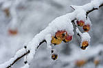 Click to see Y_DSC1069-MOD.JPG