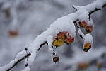 Click to see Y_DSC1069.JPG